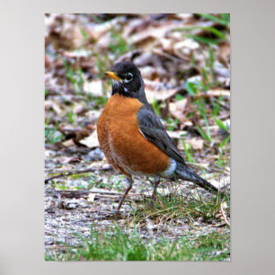 Poster Photo de Rouge-gorge