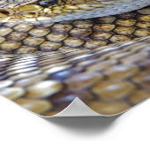 Poster Photo de serpent à sonnette (Coin)