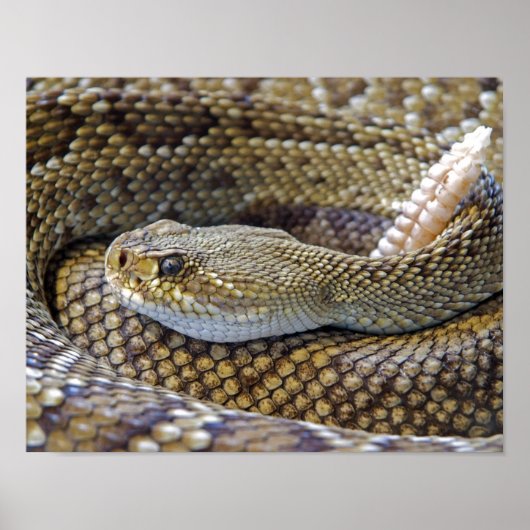 Poster Photo de serpent à sonnette (Devant)
