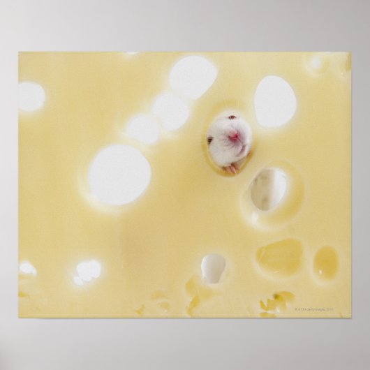 Poster Photo de studio d'une souris blanche regardant à t (Devant)