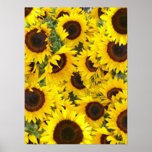Poster photo de Sunflower