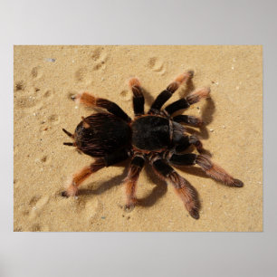Poster Photo de tarentule