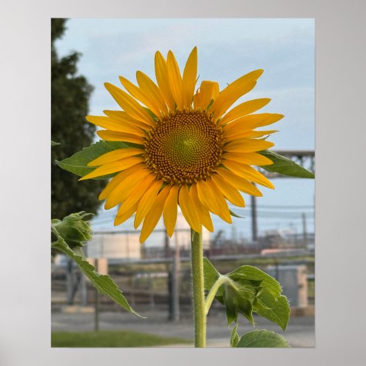 Poster photo de tournesol (Devant)