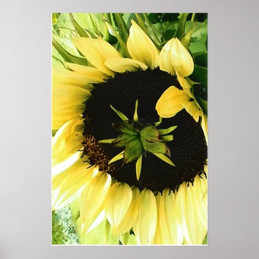 Poster photo de tournesol (Devant)
