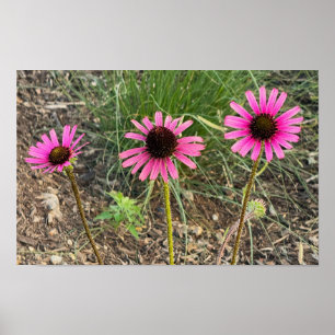 Poster photo de violet confleur