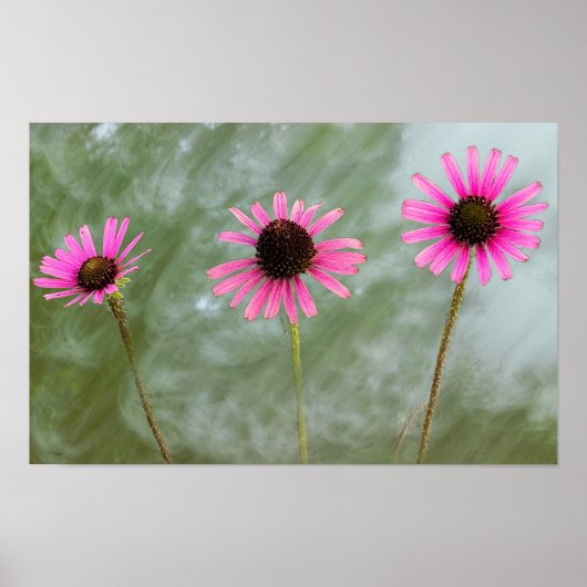 Poster photo de violet confleur (Devant)