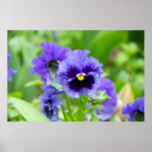 Poster Photo de violettes bleues et bleu pâle