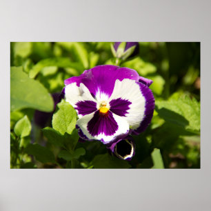 Poster Photo de violettes violettes et blanches