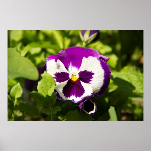 Poster Photo de violettes violettes et blanches (Devant)