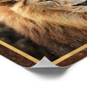 Poster Photo de visage de lion magnifique (Coin)