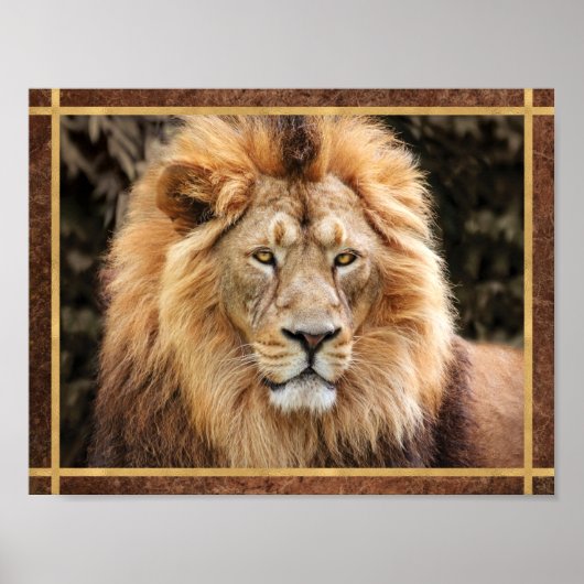 Poster Photo de visage de lion magnifique (Devant)