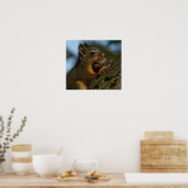 Poster photo d'écureuil sauvage (Cuisine)