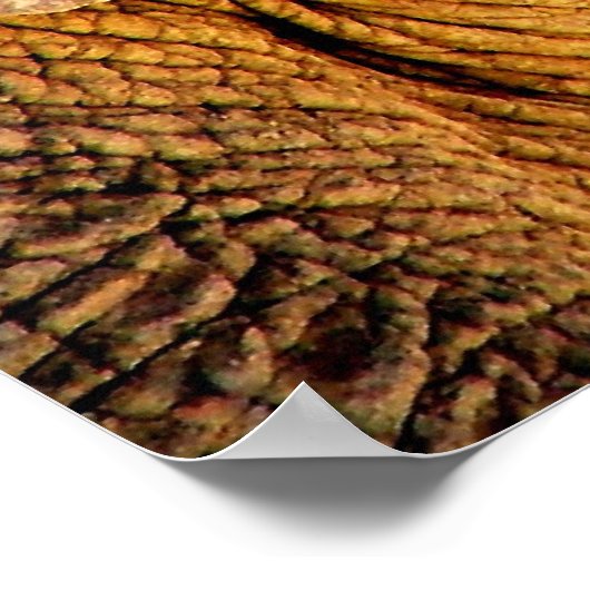 Poster Photo d'éléphant (Coin)