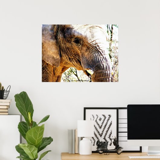 Poster Photo d'éléphant (Bureau à domicile)