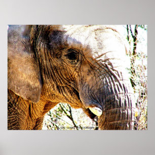 Poster Photo d'éléphant