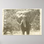 Poster photo d'éléphant animal pop art<br><div class="desc">photo d'éléphant animal pop art</div>