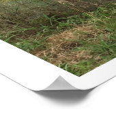 Poster Photo des ânes (Coin)