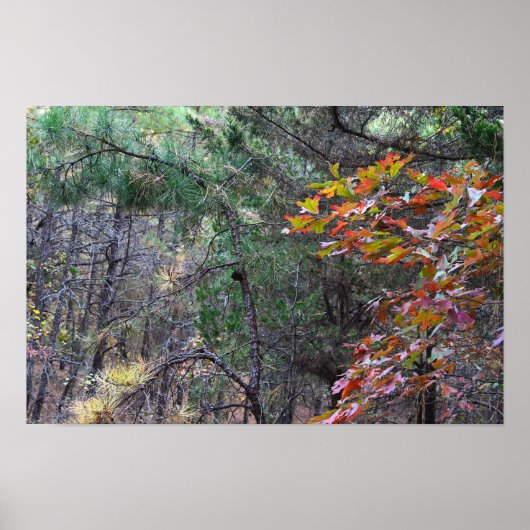 Poster photo des feuilles d'automne (Devant)
