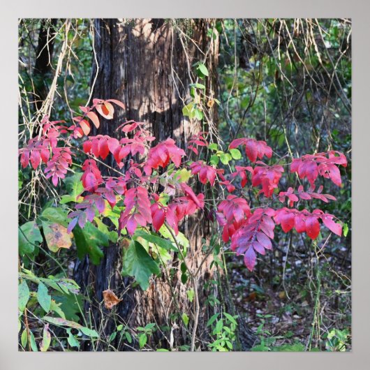 Poster photo des feuilles d'automne (Devant)