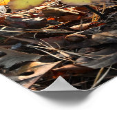 Poster photo des feuilles d'automne (Coin)