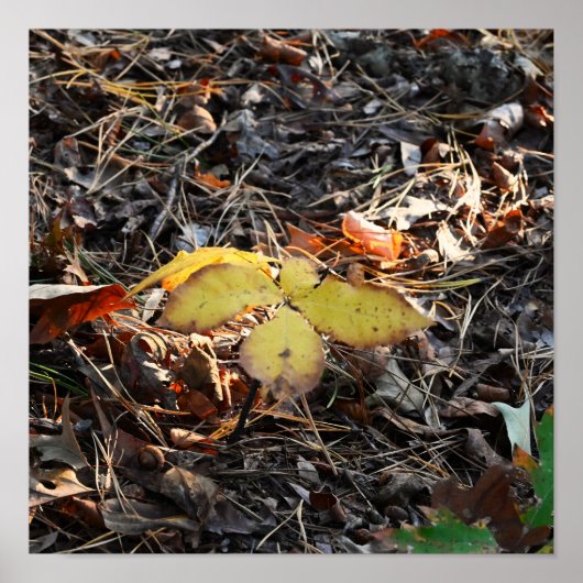 Poster photo des feuilles d'automne (Devant)