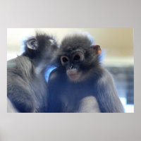 Photo des singes