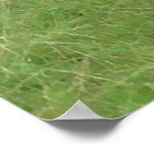 Poster photo des vaches du Midwest Grazing in the (Coin)