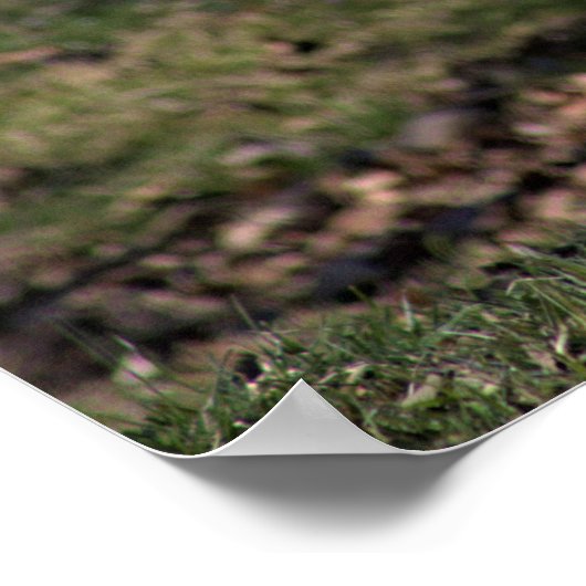 Poster Photo d'oie (Coin)