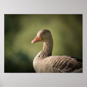 Poster Photo d'oie