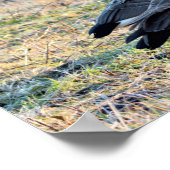 Poster Photo d'oies du Canada (Coin)