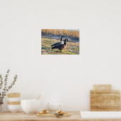 Poster Photo d'oies du Canada (Cuisine)