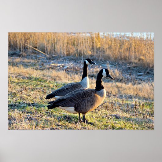 Poster Photo d'oies du Canada (Devant)
