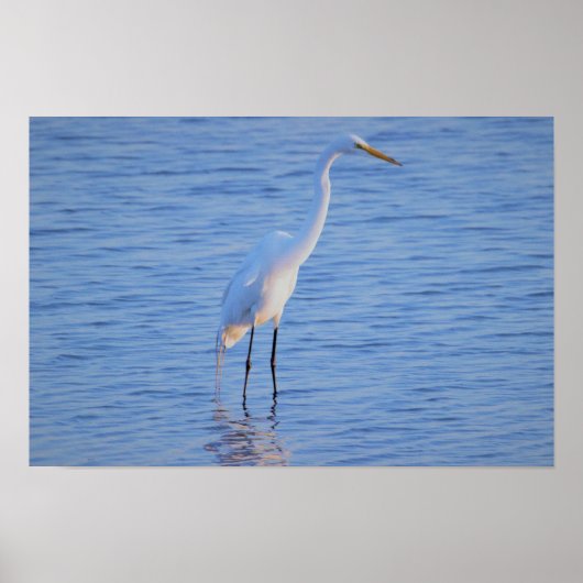 Poster Photo d'oiseau héron (Devant)