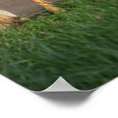 Poster photo du cerf (Coin)