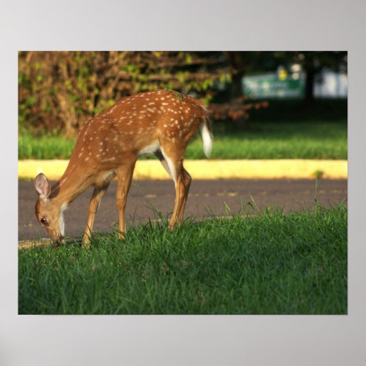 Poster photo du cerf (Devant)