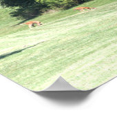 Poster photo du cerf (Coin)