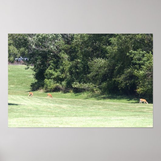 Poster photo du cerf (Devant)