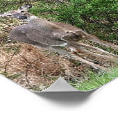 Poster photo du cerf (Coin)