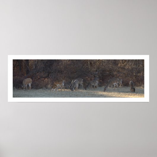 Poster photo du cerf (Devant)