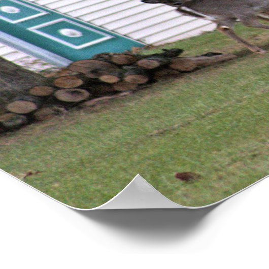 Poster photo du cerf (Coin)