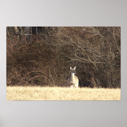Poster photo du cerf (Devant)