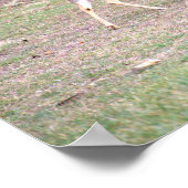 Poster photo du cerf (Coin)