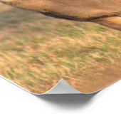 Poster photo du cerf (Coin)