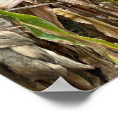 Poster photo du champ de maïs (Coin)