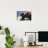 Poster photo du chat Maine Coon (Bureau à domicile)