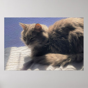 Poster photo du chat Maine Coon