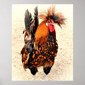 Poster Photo du coq 136