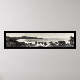 Poster Photo du Flamant rose Porto Rico 1914