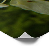 Poster Photo du Fleur sauvage de dentelle de la reine Ann (Coin)