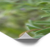 Poster photo du Fleur sauvage du Texas Bluebonnet (Coin)